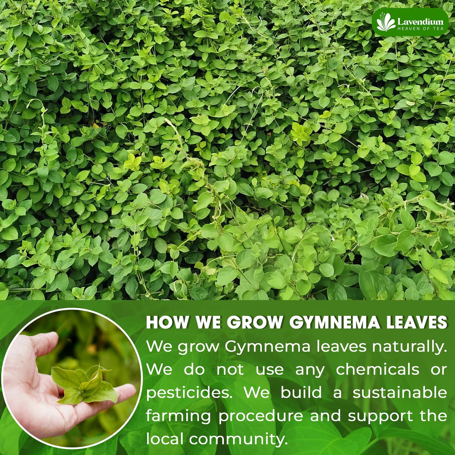 Lavendium Gymnema Leaf Tea Bags, 100% Natural, Cold-Dried, 120 Bags
