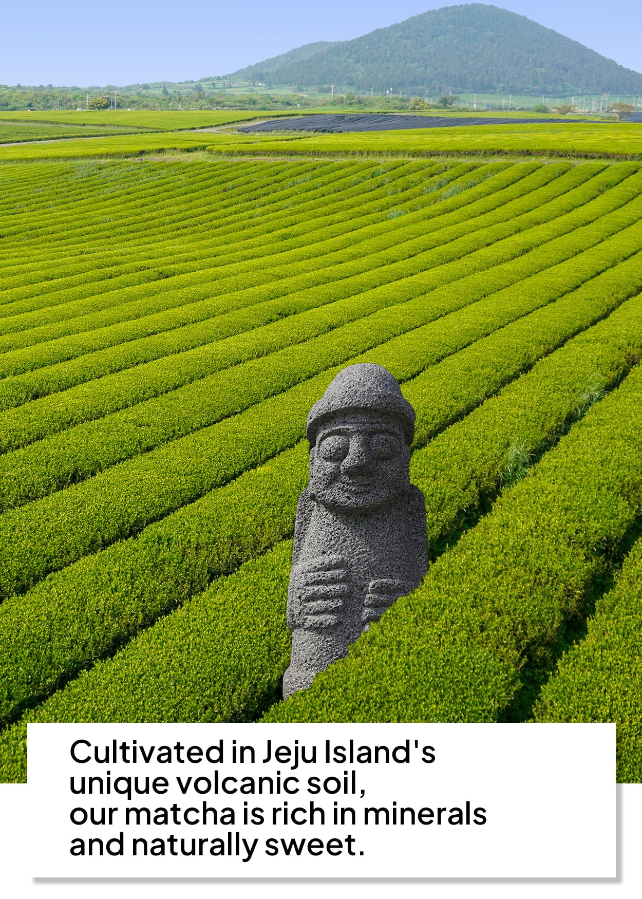Korean Food Jeju 20 Matcha Powder (1Pack, 3.5Oz) Jeju Matcha Powder 20%, Usable For Latte Iced Latte Frappe