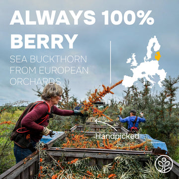 Jungle Powders Sea Buckthorn Berry Powder Organic 5 Ounce Bag - Antioxidant-Rich USDA Certified Freeze Dried Seabuckthorn High i