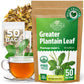 WILDFIELD HERBS Broadleaf Plantain Leaf Tea - 50 Count Tea Bags - 1.5 g Each