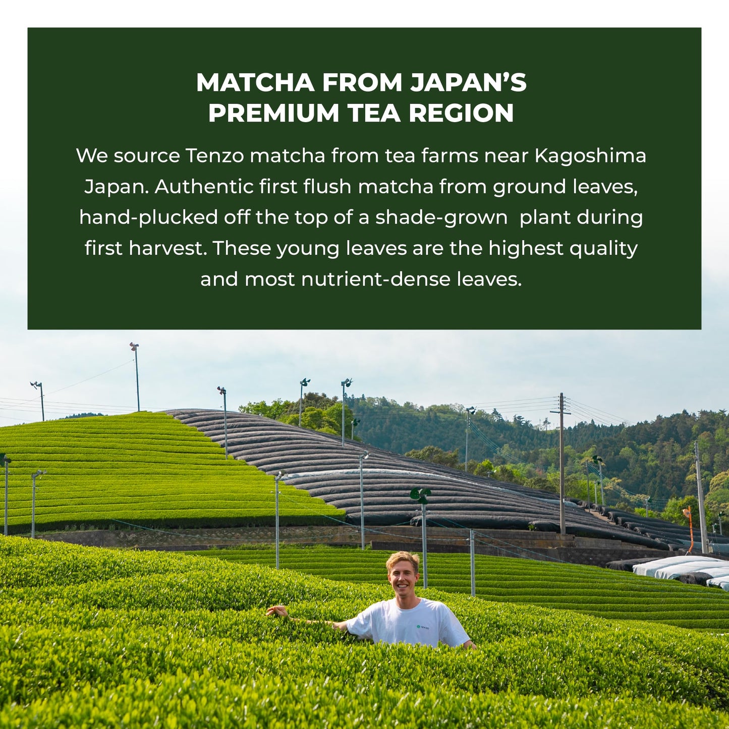Tenzo Tea Matcha Green Tea Powder - USDA Organic Ceremonial Grade - Paleo  Kosher  Vegan - Authentic Japanese Matcha - Original Latte Powder 3.53 Ounce