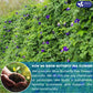 FRESHDRINKUS Butterfly Pea Flower Powder, 100% Natural, Vegan, 6.5oz (Pack of 1)