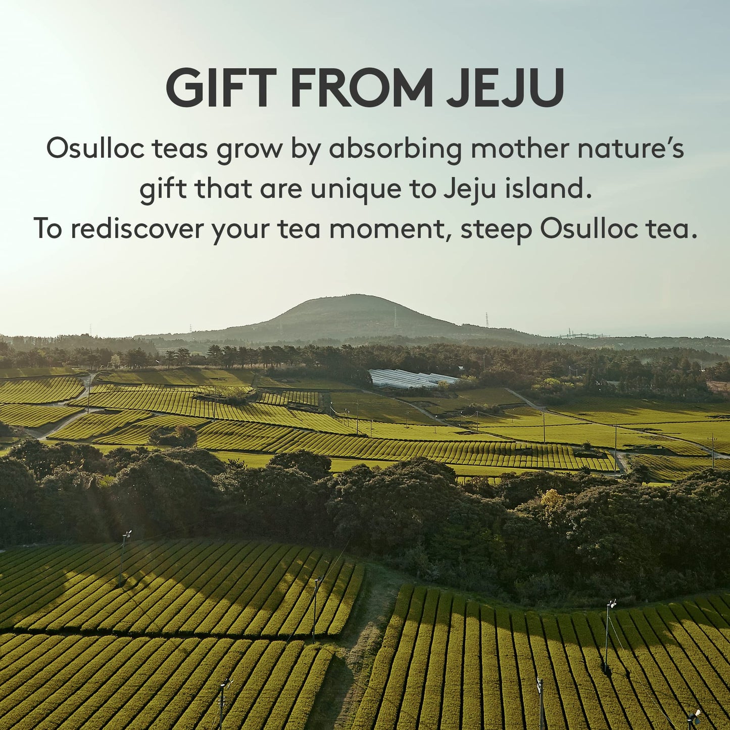 Osulloc Special Tea Edition (54 Count, 9 Flavors X 6 Ea), Premium Tea Variety Sampler - Self Care Gift Box, Premium Gourmet Pure