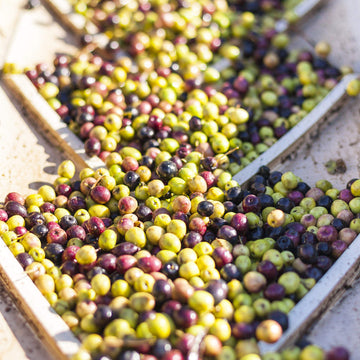 Lodi Ascolano Extra Virgin Olive Oil - Premium California Olive Oil - Gourmet Ascolano Olive Oil - Cooc Certified Cold Pressed P