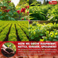 TOG999 Natural Tea Bags for Menstrual Cycle Support, 40 Bags, 100% Pure Red Raspberry Leaves, Spearmint Flavor, Vegan