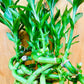 Generic Live Lucky Bamboo 12    Spiral Shape Bamboo Plant 10 Unit, Green