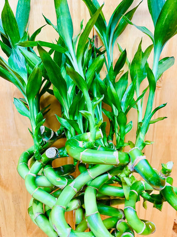 Generic Live Lucky Bamboo 12    Spiral Shape Bamboo Plant 10 Unit, Green