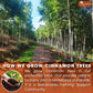 TOG999 Cinnamon Tea - Pure Ceylon Herbal Tea, Caffeine Free, Vegan, Gluten Free - 35 Bags