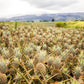 Maui Gold Pineapple - 4 Fresh Picked Pineapples