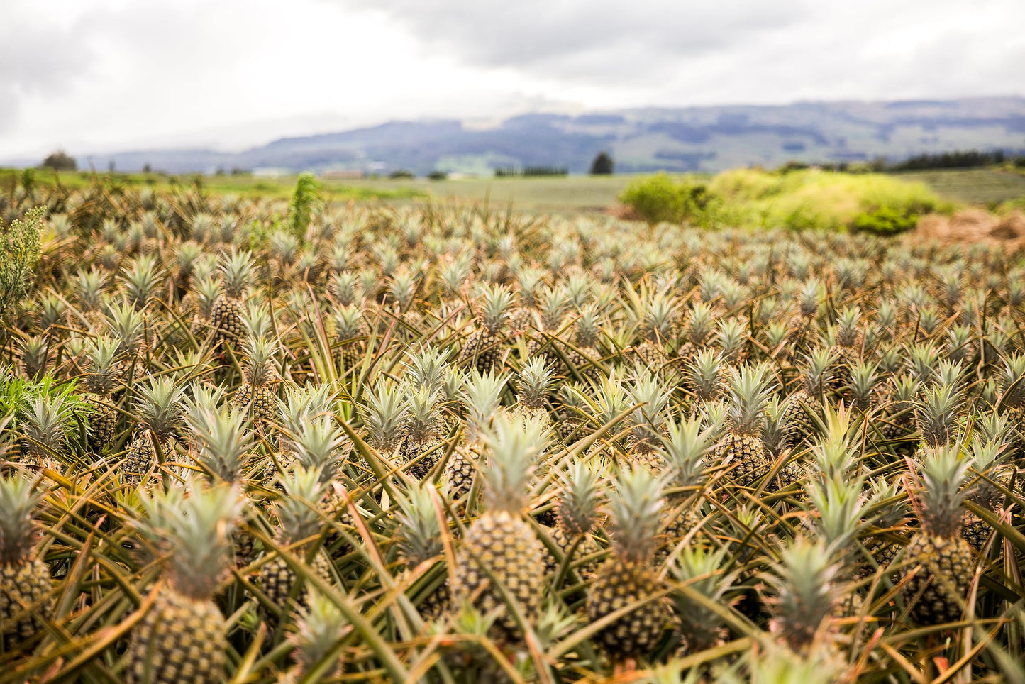 Maui Gold Pineapple - 4 Fresh Picked Pineapples