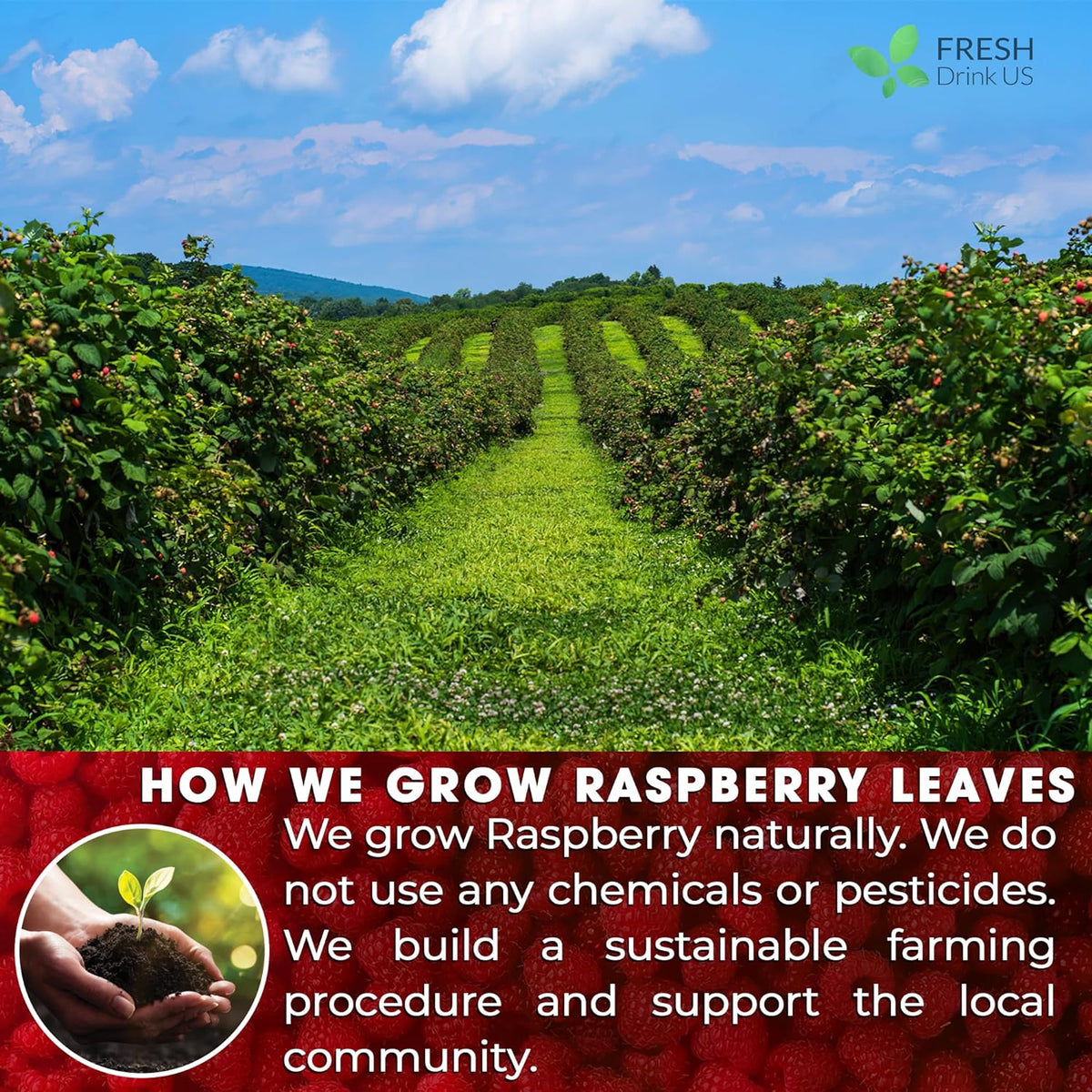 Raspberry Leaf Tea Bags, 100% Natural & Pure from Raspberry Leaves. Loose Leaf Raspberry Herbal Tea, Made with Natural Material Tea Bags, Raspberry Leaf Tea. No Sugar, No Caffeine, No Gluten, Vegan.