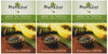 Mighty Leaf Green Tea, Tropical, 15 Pouches (Pack Of 3)
