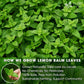 FRESHDRINKUS Lemon Balm Leaf Tea Bags, 120 Count, 100% Natural, Caffeine-Free, Vegan, Herbal Tea