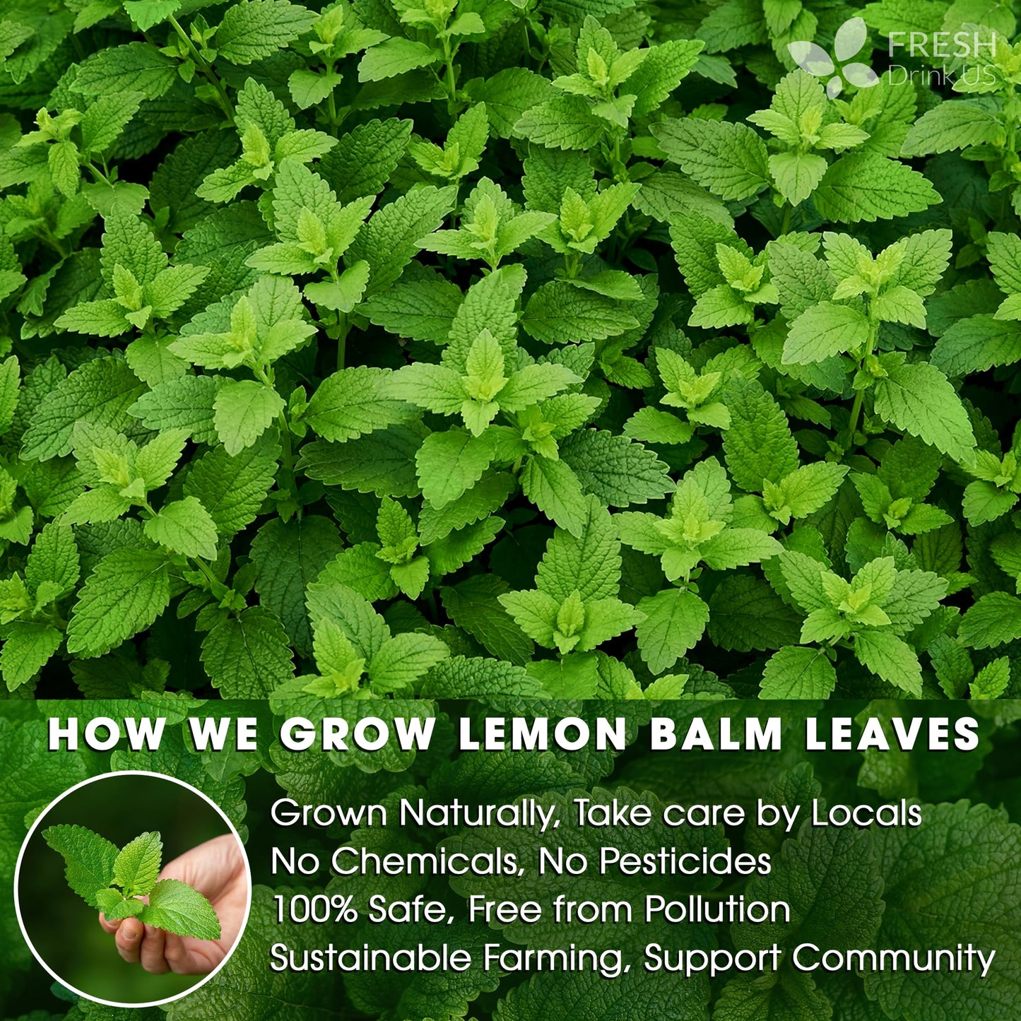 FRESHDRINKUS Lemon Balm Leaf Tea Bags, 120 Count, 100% Natural, Caffeine-Free, Vegan, Herbal Tea