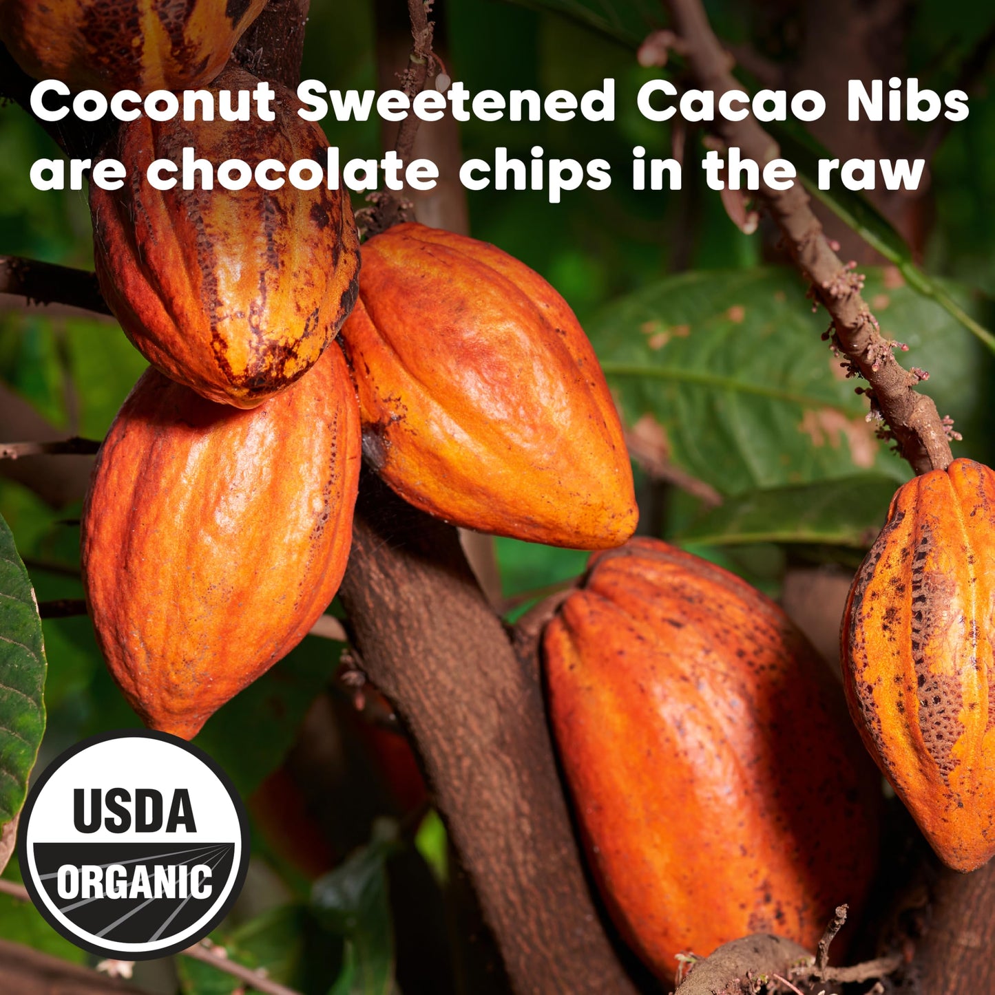Wilderness Poets Cacao Nibs (Sweetened with Coconut Nectar) - Organic Raw Cacao Nibs - 100% Peruvian Heirloom Cacao (Criollo Var
