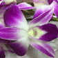 eflowerwholesale Premium Cut Orchids 10 Stems with Rhinestone Mesh Ribbon Vase Purple Model STONEV