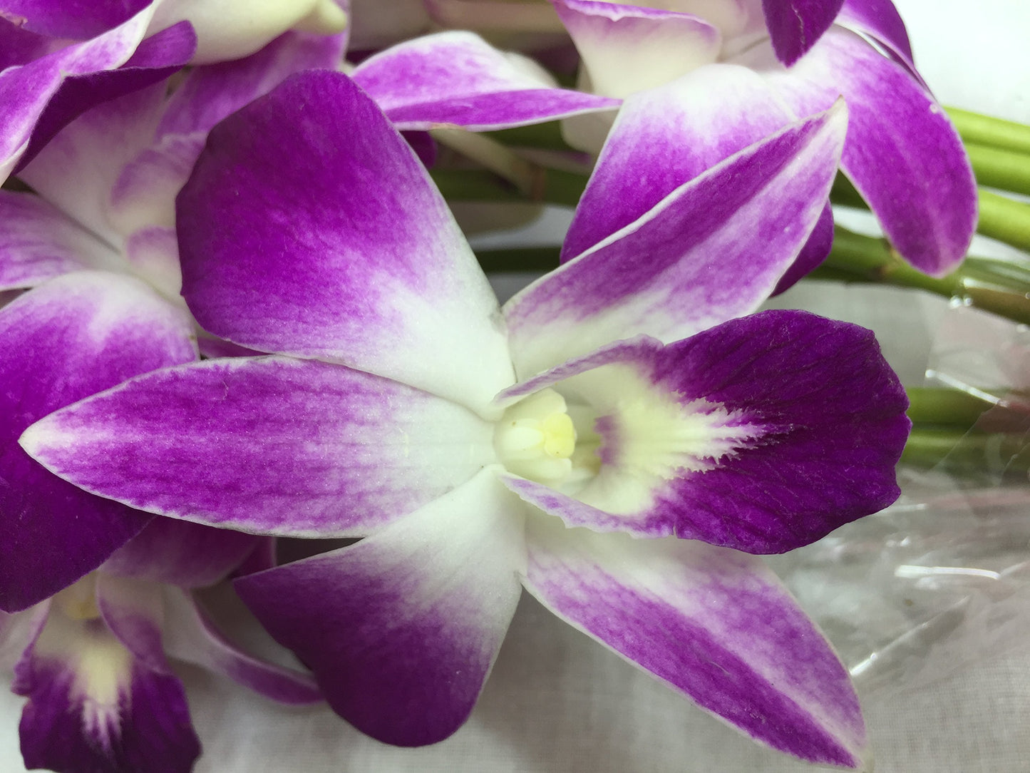 eflowerwholesale Premium Cut Orchids 10 Stems with Rhinestone Mesh Ribbon Vase Purple Model STONEV