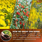TOG999 Organic Dandelion Wolfberry Tea, 9 Herbal Ingredients, 30 Bags