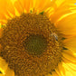 Dried, natural Sunflower Sprinkles from Germany | Net Weight: 0.52oz / 15g | Perfect addition to any salad, snack or smoothie bo