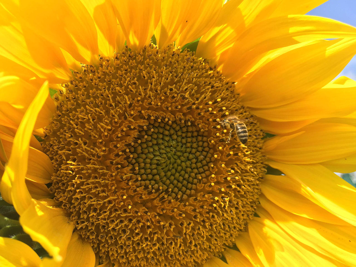 Dried, natural Sunflower Sprinkles from Germany | Net Weight: 0.52oz / 15g | Perfect addition to any salad, snack or smoothie bo