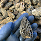 Premium Wild Dried Canadian Morel Mushrooms 2 Oz. / 57G