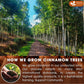 FRESHDRINKUS Premium Cinnamon Sticks, 100% Natural Inner Bark, Strong Aroma, 30 Counts