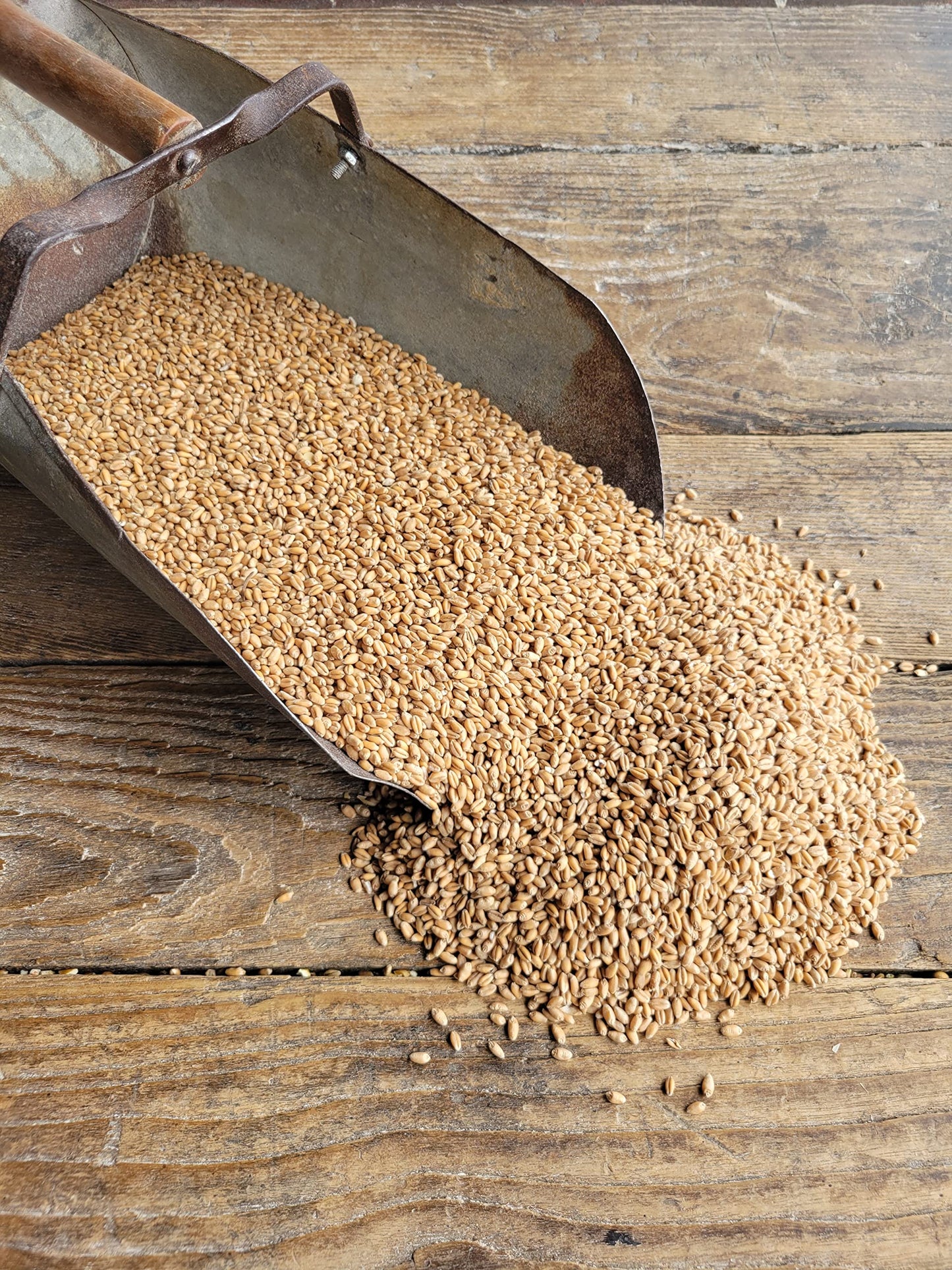 Homestead Harvest Ernst Grain Soft Red Wheat, Non-Gmo (50 Lb)