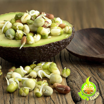 Todds Seeds Protein Bean Sprouting Seed Mix - Green Pea, Mung Bean, Adzuki, Garbanzo - 16 Ounce - Non GMO