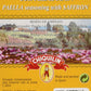 Paella Seasoning Sachets with Saffron