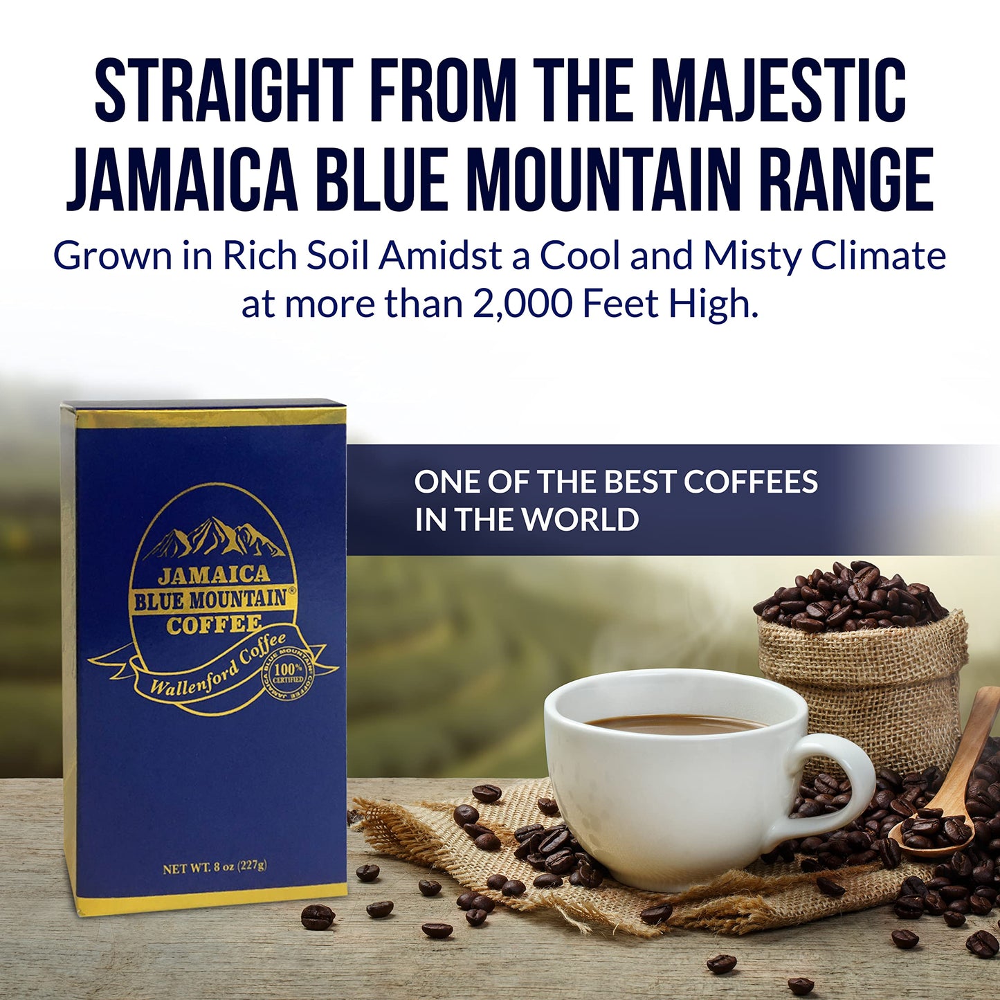 Aroma Ridge Jamaica Blue Mountain Coffee Whole Bean 8Oz Gift Box - Medium Roast Fresh Roasted In Usa - 100% Pure And Authentic J