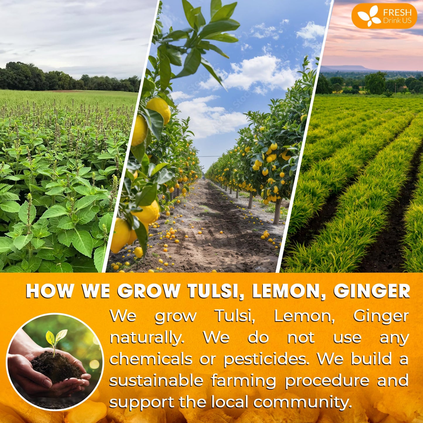 FRESHDRINKUS Tulsi Lemon Ginger Tea Bags, 100% Natural, 55 Count, Vegan, No Sugar, No Caffeine