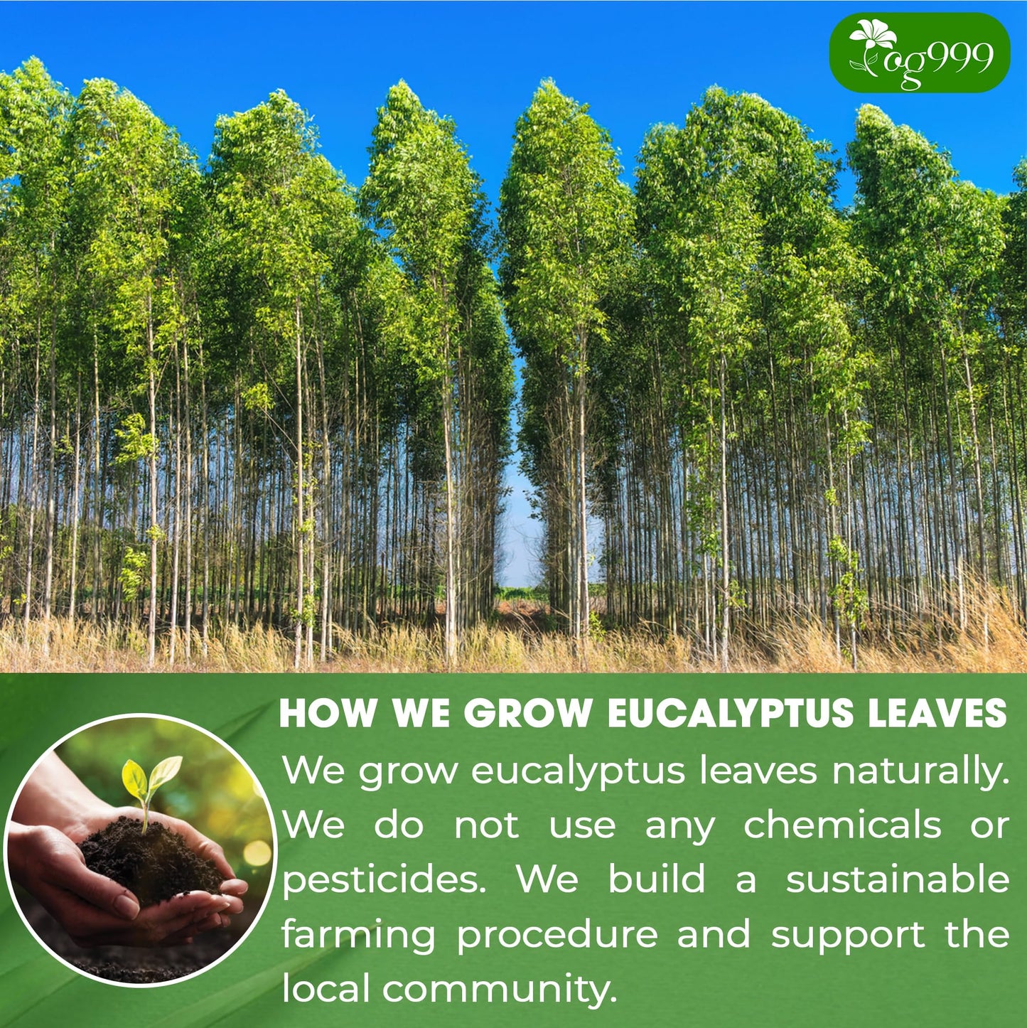 TOG999 Premium Eucalyptus Leaf Herbal Tea Bags, 100% Natural, 100 Bags, No Caffeine, Vegan