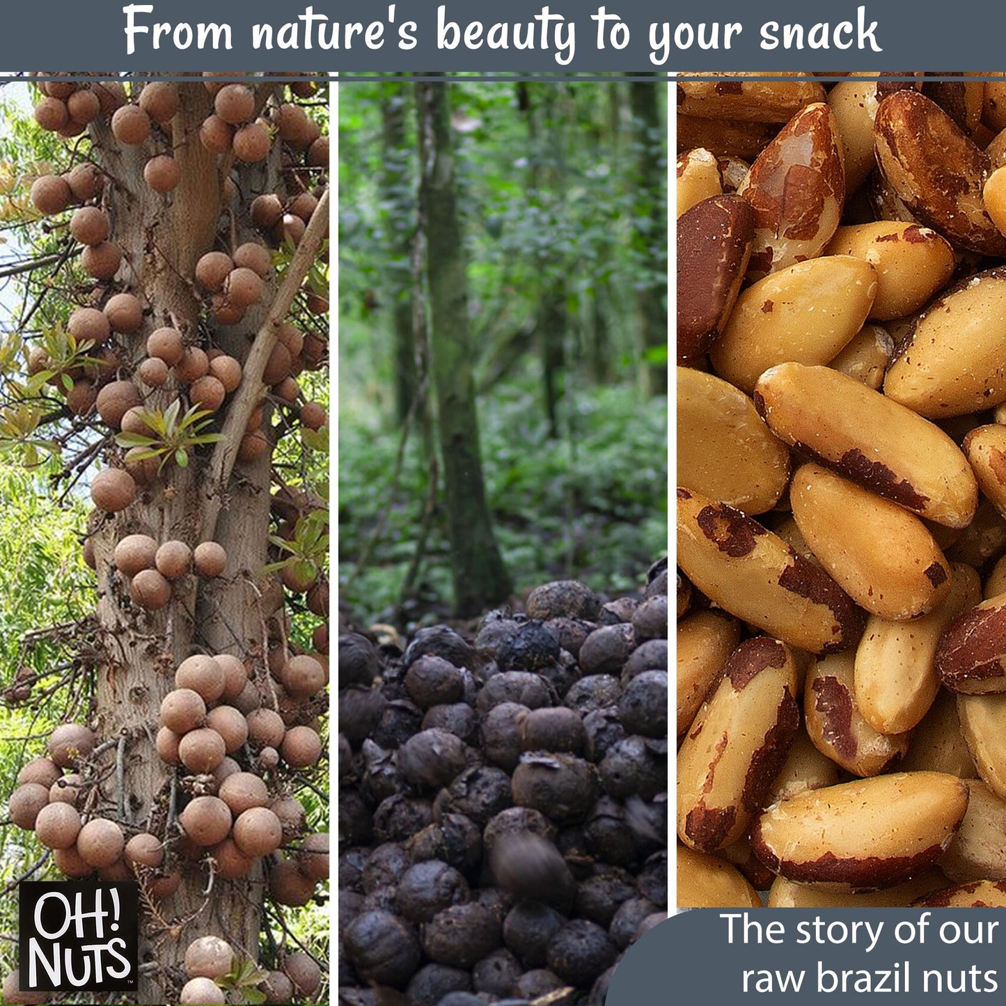 Oh! Nuts Raw Brazil Nuts - 100% Natural Whole Unshelled - 2 lb Zip-Seal Bag