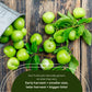 Fresh Sour Green Plum, Unripe Plums, Greengages, Erik, Goje Sabz, Can Erik (2 Lbs)