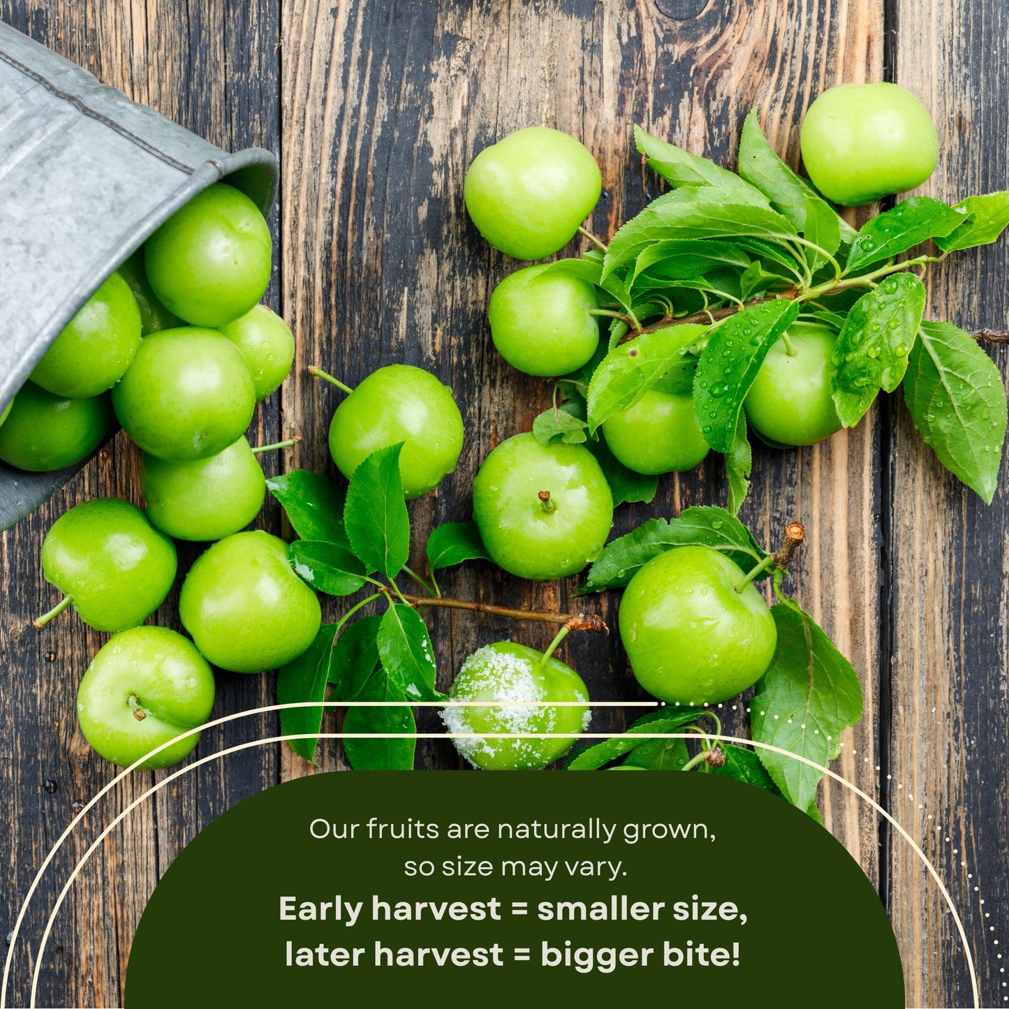 Fresh Sour Green Plum, Unripe Plums, Greengages, Erik, Goje Sabz, Can Erik (2 Lbs)