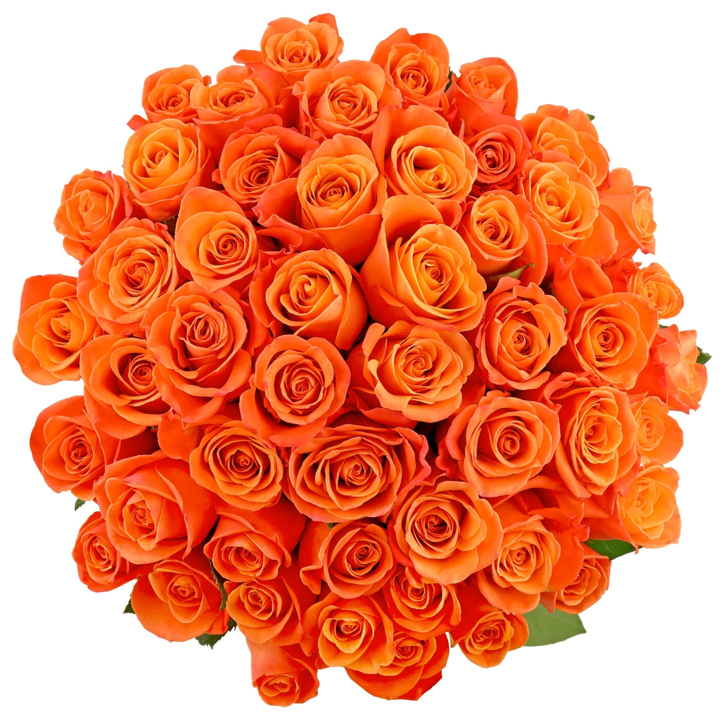 Benchmark Bouquets - 50 Stem Enhanced Orange Roses (2 Bundles Of 25; Vase Not Included) - Fresh Flowers For Delivery - Gift For Graduation, Birthday, Anniversary, Sympathy, Get Well, Congratulations
