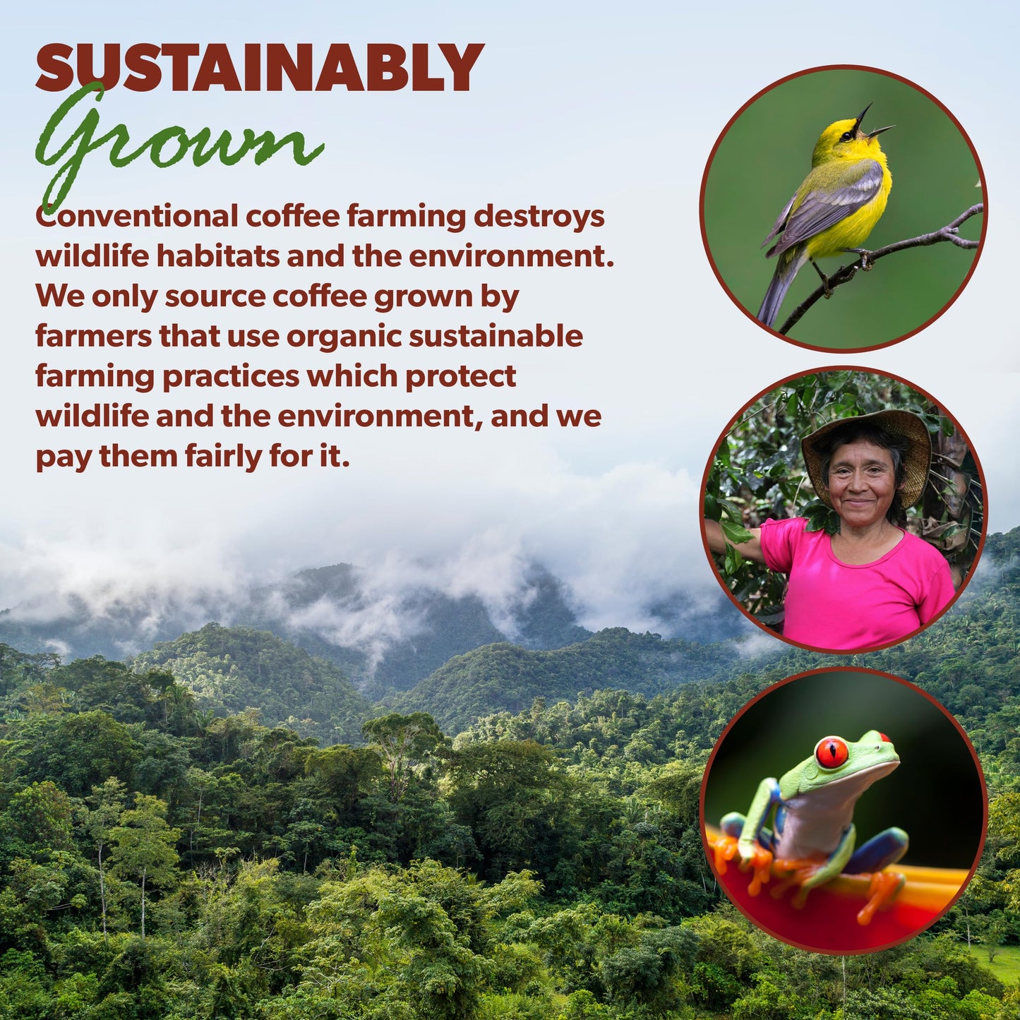 Low Acid Organic Coffee – Whole Bean, Mold-Free & Stomach Friendly By Java  T, Papua New Guinea Single Origin Coffee, Dark Roast, Smooth Full Flavored, 2X1Lb Bag