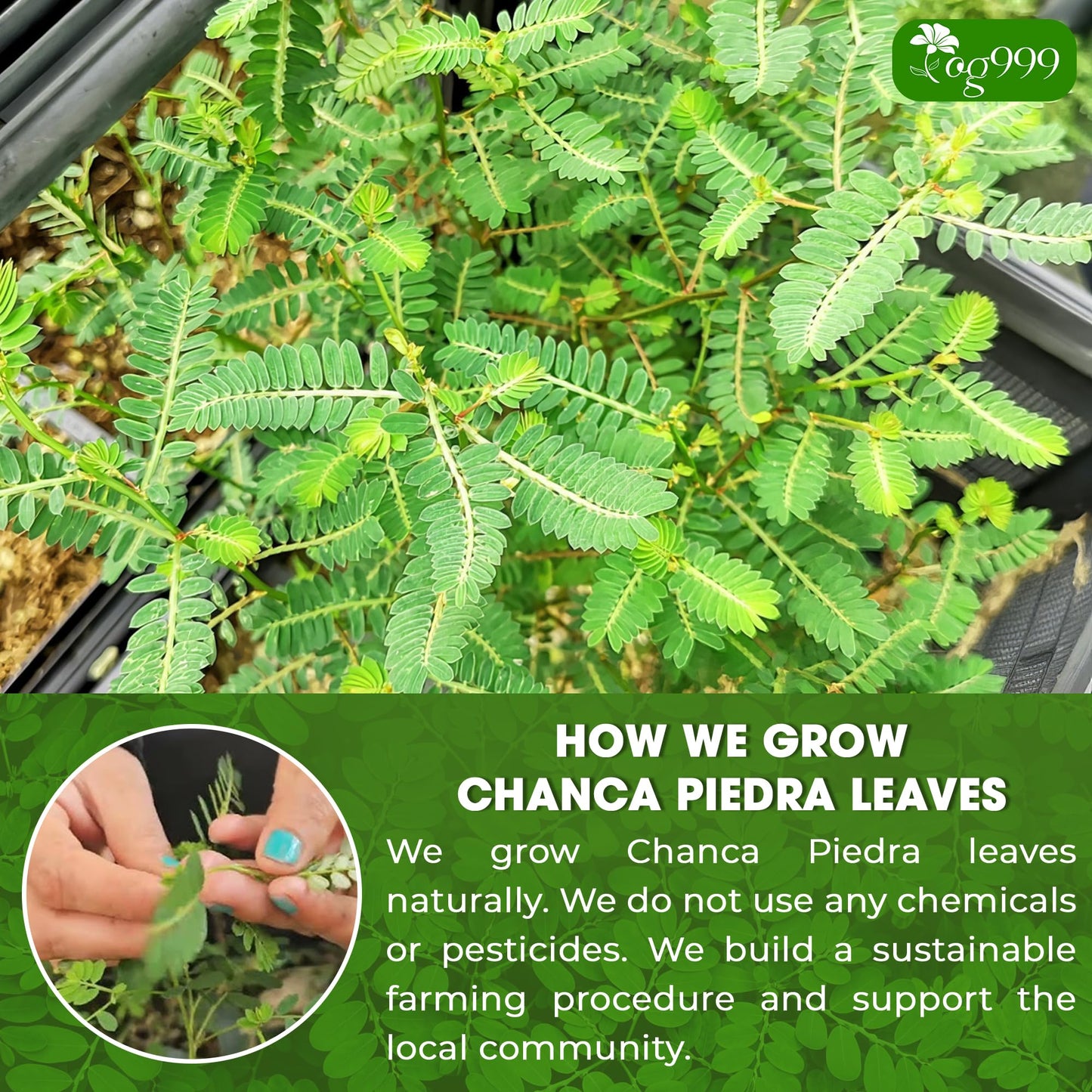 TOG999 Chanca Piedra Tea Bags - 100% Natural, 60 Dried Leaves, Vegan, No Sugar, No Caffeine, No Gluten