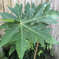Goodluck Ganesha Fresh Papaya Leaves - 8 oz. Premium Herbal Supplement for Wellness and Natural Health