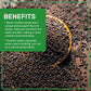 Jiva Organics Organic Black Mustard Seeds 7ounce Bag - 100% Natural & Non-GMO