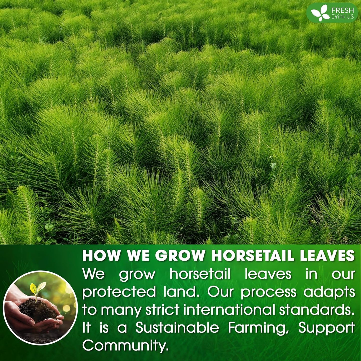 Premium Horsetail Leaf Tea Bags, 100% Natural & Pure from Horsetail Loose Leaves Herbal Tea. No Sugar, No Caffeine, No Gluten, Vegan.