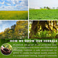 TOG999 Herbal Tea Bags - Natural Blend of Senna, Peppermint, Licorice, Fennel - 60 Bags, Vegan, No Sugar, No Caffeine, No Gluten