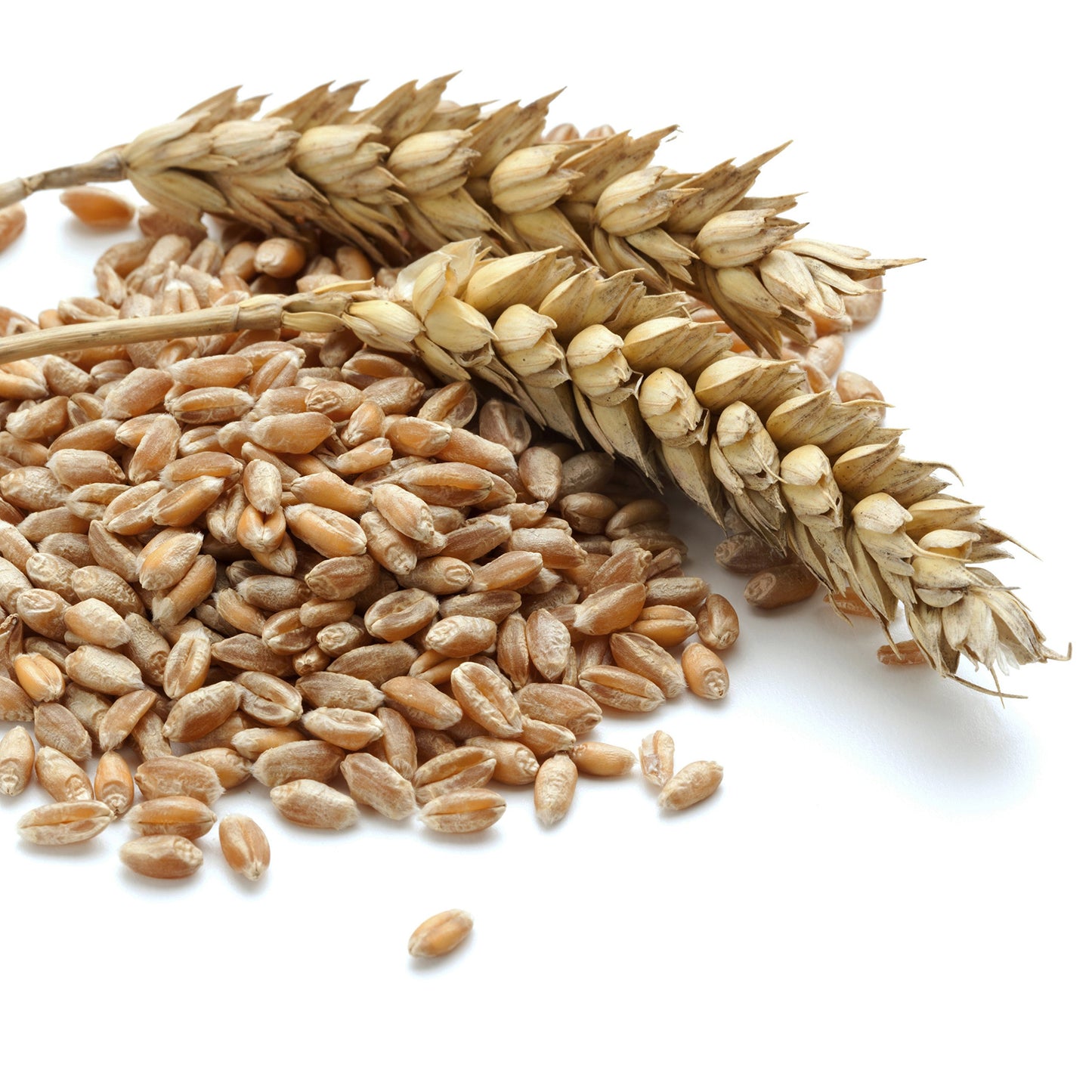 Augason Farms Hard White Wheat Emergency Food Storage 24 Pound Pail