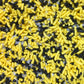 Sprinkle Deco Edible Confetti Sprinkles 6oz - BumbleBee Yellow Black White for Cake, Cookie, Cupcake, Ice Cream, Donut