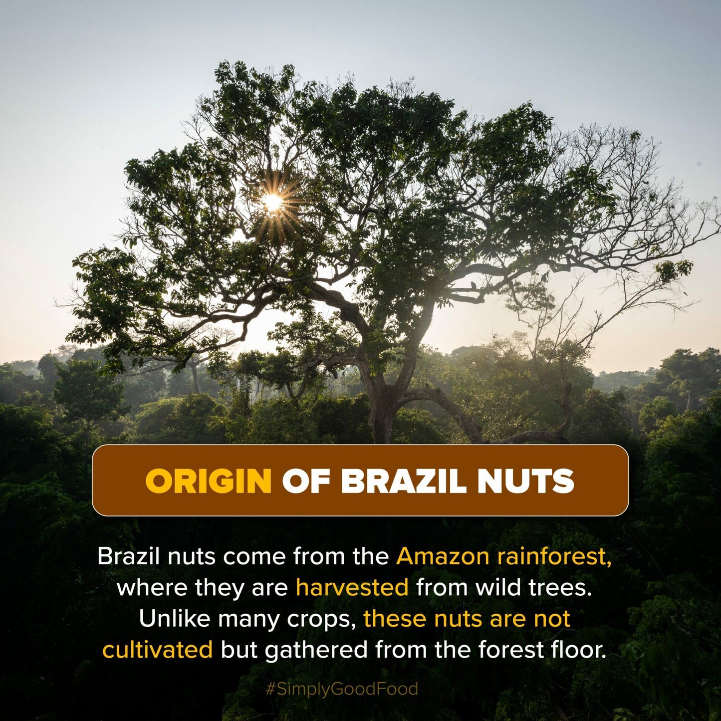 Urban Platter Brazil Nuts (250 G)