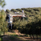 Cobram Estates Extra Virgin Olive Oil - California Select - Case of 6 - 12.7 fl oz.(D0102HXPQNW.)