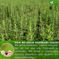 FRESHDRINKUS Rosemary Leaf Tea Bags, 100% Natural Herbal Tea, Caffeine-Free, Vegan, 100 Tea Bags