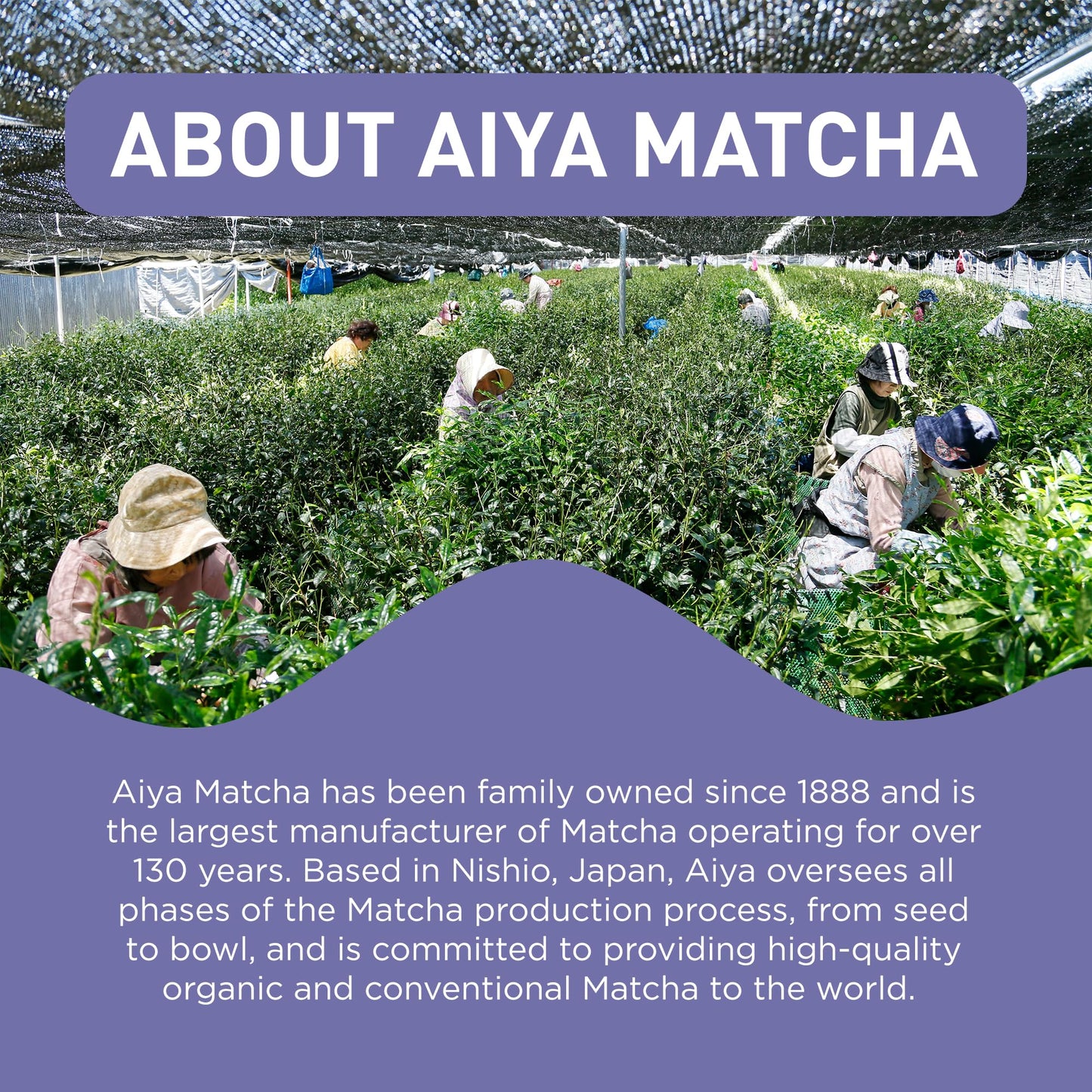 Aiya Matcha+ Focus - Peach Flavored Matcha Drink Mix With L-Theanine - 220Mg L-Theanine - Natural Focus Booster - Premium Japane