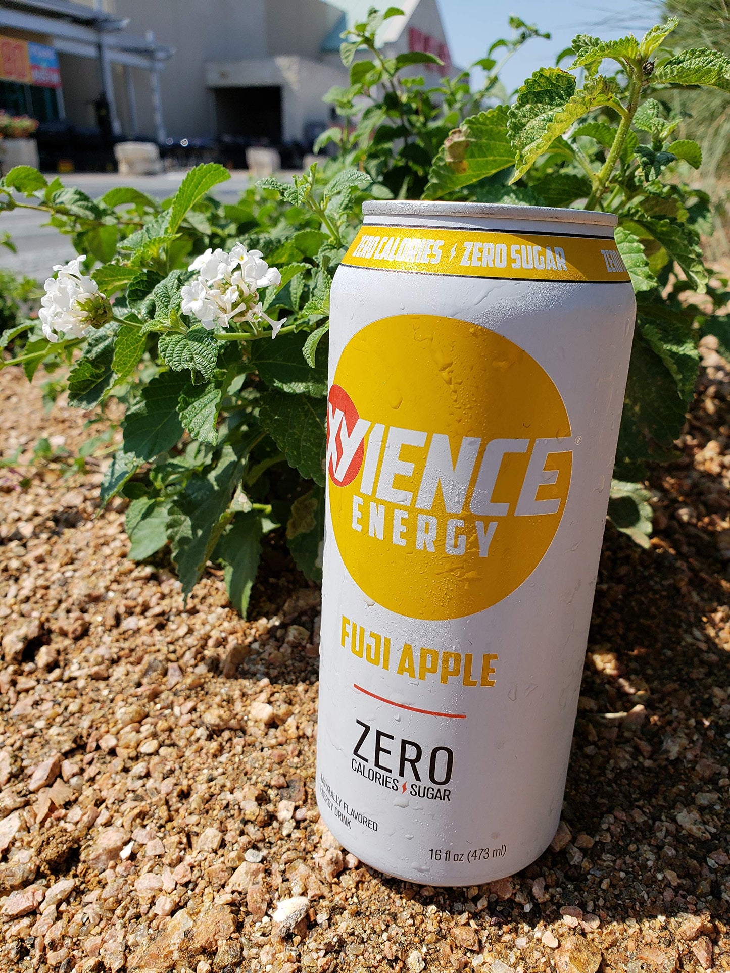 Xyience Energy Drink | Fuji Apple | Sugar Free | Zero Calories | Natural Flavors | Vitamin Fortified | 16 Fl Oz (Pack Of 12)