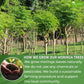 TOG999 Moringa Leaf Tea Bags, 100% Natural Herbal Tea, 60 Bags, Caffeine-Free, Vegan